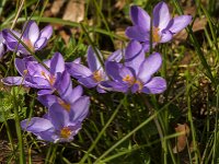 Crocus tommasinianus 49, Boerencrocus, Saxifraga-Jan van der Straaten