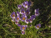 Crocus tommasinianus 50, Boerencrocus, Saxifraga-Jan van der Straaten