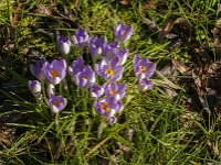 Crocus tommasinianus 51, Boerencrocus, Saxifraga-Jan van der Straaten