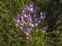 Crocus tommasinianus 52, Boerencrocus, Saxifraga-Jan van der Straaten