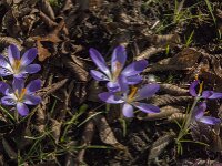 Crocus tommasinianus 53, Boerencrocus, Saxifraga-Jan van der Straaten