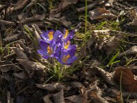 Crocus tommasinianus 54, Boerencrocus, Saxifraga-Jan van der Straaten