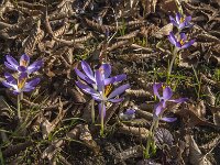 Crocus tommasinianus 55, Boerencrocus, Saxifraga-Jan van der Straaten