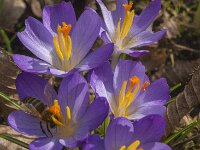 Crocus tommasinianus 56, Boerencrocus, Saxifraga-Jan van der Straaten