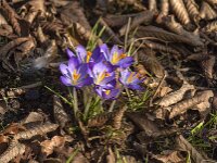 Crocus tommasinianus 57, Boerencrocus, Saxifraga-Jan van der Straaten