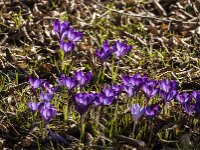 Crocus tommasinianus 58, Boerencrocus, Saxifraga-Jan van der Straaten