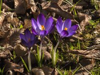 Crocus tommasinianus 59, Boerencrocus, Saxifraga-Jan van der Straaten
