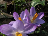 Crocus tommasinianus 6, Boerenkrokus, Saxifraga-Rutger Barendse