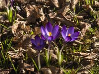 Crocus tommasinianus 60, Boerencrocus, Saxifraga-Jan van der Straaten