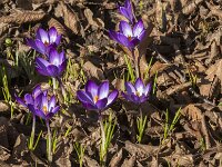 Crocus tommasinianus 61, Boerencrocus, Saxifraga-Jan van der Straaten