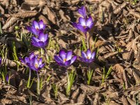 Crocus tommasinianus 62, Boerencrocus, Saxifraga-Jan van der Straaten