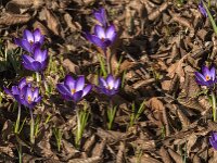 Crocus tommasinianus 63, Boerencrocus, Saxifraga-Jan van der Straaten