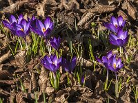 Crocus tommasinianus 64, Boerencrocus, Saxifraga-Jan van der Straaten