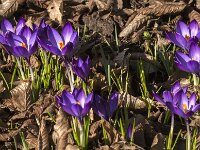 Crocus tommasinianus 65, Boerencrocus, Saxifraga-Jan van der Straaten