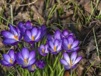 Crocus tommasinianus 66, Boerencrocus, Saxifraga-Jan van der Straaten