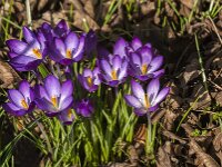 Crocus tommasinianus 67, Boerencrocus, Saxifraga-Jan van der Straaten