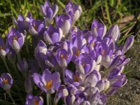 Crocus tommasinianus 68, Boerencrocus, Saxifraga-Jan van der Straaten