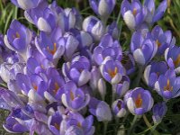 Crocus tommasinianus 69, Boerencrocus, Saxifraga-Jan van der Straaten