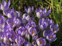 Crocus tommasinianus 70, Boerencrocus, Saxifraga-Jan van der Straaten