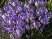 Crocus tommasinianus 71, Boerencrocus, Saxifraga-Jan van der Straaten