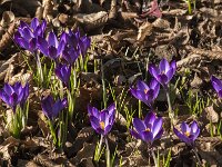Crocus tommasinianus 72, Boerencrocus, Saxifraga-Jan van der Straaten