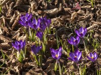 Crocus tommasinianus 73, Boerencrocus, Saxifraga-Jan van der Straaten