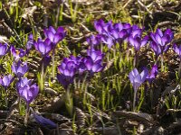 Crocus tommasinianus 74, Boerencrocus, Saxifraga-Jan van der Straaten