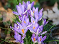 Crocus tommasinianus 8, Boerenkrokus, Saxifraga-Bart Vastenhouw