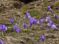 Crocus veluchensis