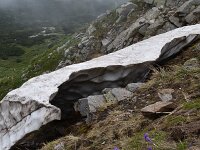Crocus veluchensis 10, Saxifraga-Harry Jans  Crocus veluchensis