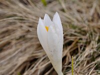 Crocus veluchensis 13, Saxifraga-Harry Jans