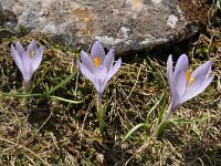 Crocus veluchensis 5, Saxifraga-Harry Jans