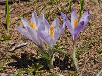 Crocus veluchensis 7, Saxifraga-Harry Jans