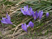 Crocus veluchensis 9, Saxifraga-Harry Jans  Crocus veluchensis