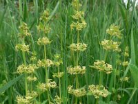 Cruciata glabra 2, Saxifraga-Jan Willem Jongepier