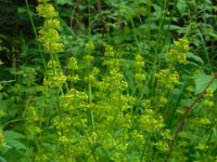 Cruciata laevipes 13, Kruisbladwalstro, Saxifraga-Ed Stikvoort