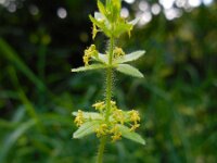 Cruciata laevipes 16, Kruisbladwalstro, Saxifraga-Ed Stikvoort