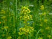 Cruciata laevipes 17, Kruisbladwalstro, Saxifraga-Ed Stikvoort