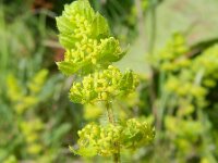 Cruciata laevipes 18, Kruisbladwalstro, Saxifraga-Rutger Barendse