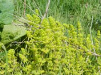Cruciata laevipes 19, Kruisbladwalstro, Saxifraga-Rutger Barendse