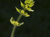 Cruciata laevipes 2, Kruisbladwalstro, Saxifraga-Marijke Verhagen