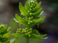 Cruciata laevipes 4, Kruisbladwalstro, Saxifraga-Jan van der Straaten