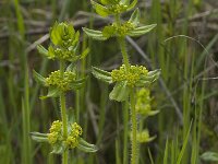 Cruciata laevipes 6, Kruisbladwalstro, Saxifraga-Willem van Kruijsbergen