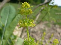 Cruciata laevipes 7, Kruisbladwalstro, Saxifraga-Jasenka Topic