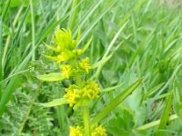 Cruciata laevipes 9, Kruisbladwalstro, Saxifraga-Jasenka Topic