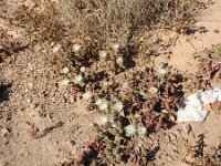 Cryophytum crystallinum