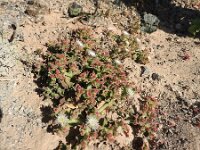 Cryophytum crystallinum 2, Saxifraga-Michiel Drok