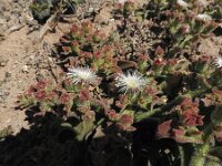 Cryophytum crystallinum 3, Saxifraga-Michiel Drok
