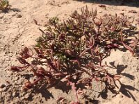 Cryophytum nodiflorum