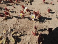Cryophytum nodiflorum 2, Saxifraga-Michiel Drok